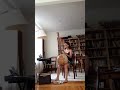 SOPHIE LUKACS - Konkoba (traditional Mandingue piece)