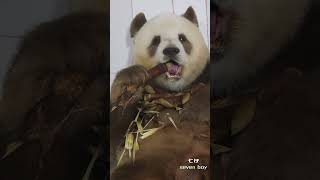 七仔：总有刁民想害朕等级 #panda #cutepanda  #cute