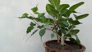 বট পাকুড়  গাছ টব মাটি পরিবর্তন। Banayan and Religious tree reporting