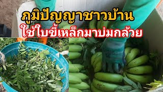 ภูมิปัญญาชาวบ้าน ใช้ใบขี้เหล็กมาบ่มกล้วย