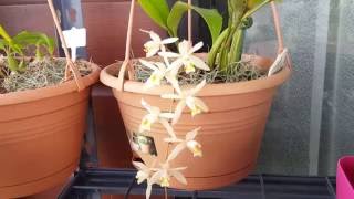 Субстрат для Целогинь / Coelogyne Medium