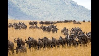 The migration of big animals | The Amazing World of Animals Full HD