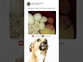 dog caramelo reacts memes shortsmemes