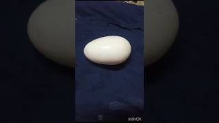 ఈ గుడ్డు చూడండి ఎంత పెద్ద ఉంది.. big size egg 🤔🤣# YouTube shots