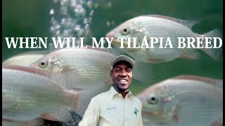 HOW TO BREED YOUR TILAPIA FOOD FISH  ( PART 1) | TILAPIA FISH FARMING