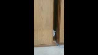 強引に扉を開ける猫 (The cat which opens a door forcibly)