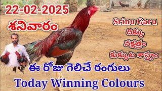 22 February 2025 Today Winning Colours#kukkutasastram  @SrinuGariFarms   @SrinuGaruSGF