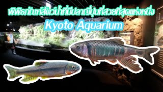 พิพิธภัณฑ์สัตว์น้ำที่มีปลาลำธารญี่ปุ่นสวยที่สุดแห่งหนึ่ง Kyoto Aquarium