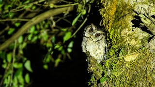 Indian Scops Owl (Mini Vlog)