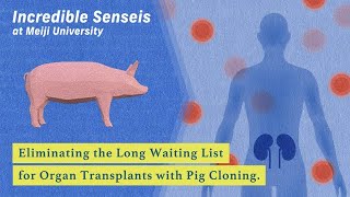 Eliminating the Long Waiting List for Organ Transplants with Pig Cloning by Hiroshi Nagashima