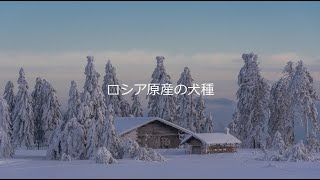 【ロシア原産の犬種について】　愛犬家住宅　ペットリフォームならセラフ榎本　犬猫のためのリフォーム　愛犬　愛猫　ペット快適住環境　埼玉県　東京都　千葉県　神奈川県