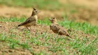 Malabar Lark