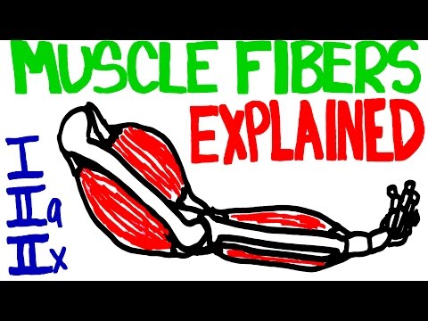 Muscle Fibers Explained - Muscle Contraction and Muscle Fiber Anatomy Muscle Fibers Explained - Muscle Contraction and Muscle Fiber Anatomy