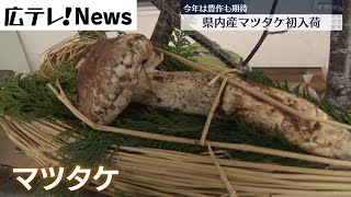 【今年は豊作期待】広島県産マツタケが初入荷