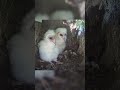 barn owl chicks lucky u0026 uno had a special bond🦉💚🦉