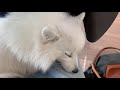 【犬の寝顔🐶💤】膝の上でスヤスヤ眠る日本スピッツちぃ。 sleeping dog japanese spitz sleeps on her owner s lap.