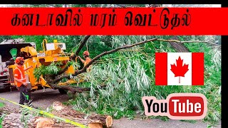 How to cut a tree  கனடாவில்  மரம் வெட்டுதல்  | jaffna reegan