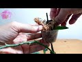 how to pot a phalaenopsis orchid keiki