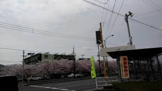 桜と旧三蟠鉄道湊駅跡の看板２