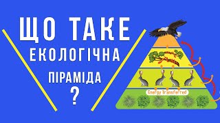 Що таке екологічна піраміда? Екологічні піраміди та їх види