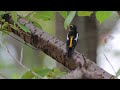 キビタキ　野鳥　narcissus flycatcher　ficedula narcissina　wildbirds