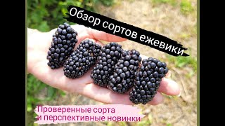 Обзор сортов ежевики. Калининград.