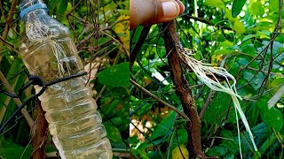 New Method Reinforcing air layer with water on Pomegranate tree