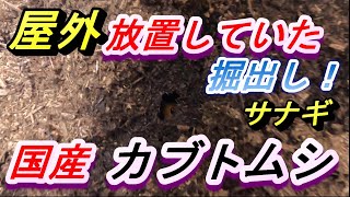 （弁護士なのにカブトムシ飼育）屋外飼育していた国産カブトムシがサナギになっていたので、人工蛹室に移動してみました