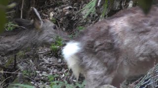 鹿　冬毛から夏毛の季節へ