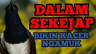 Mendengar Pancingan ini Jangan Heran Kalau Kacer akan CEPAT EMOSI GACOR dan Bongkar Isian