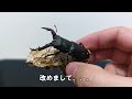 視聴様からいただいたノコギリクワガタの成虫を菌糸ビンから取り出してみた！【カブトムシ・クワガタ】