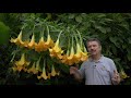 extreme zone pushing part 4 brugmansia growing in canada zone 5b in 4k