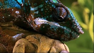 New Documentary 2017 | Animals HIDDEN DEEP | Wildlife 2017 HQ