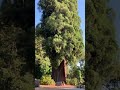 Grandfather Tree - Piercy, California