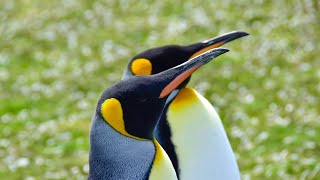 Finding Penguins on the Falkland Islands