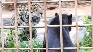 ミワちゃん（黒ジャガー）に何度も追いかけられる卯月佐助！！とべ動物園にて