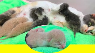 Little newborn kittens fight for their mother's milk, and when they are full they fall asleep