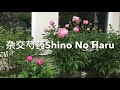 易养护、超美的杂交芍药shino no haru养护与欣赏（我家小院实拍）