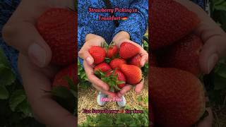 Experience the joy of picking strawberry from farm in Frankfurt #shorts #strawberrypicking #fresh