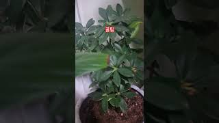 #꿀팁#우리 집 화분 도 잘크고 있어요