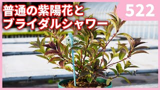 冬の紫陽花の管理と育て方 by　園芸チャンネル 522 園芸 ガーデニング 初心者