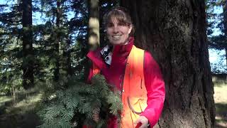 Pseudotsuga menziesii (Douglas-fir), Pinaceae