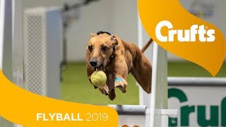 Flyball - Team Final | Crufts 2019