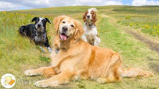 12 Hours Anti Anxiety Calming Music For Dogs 🐶 Stress Relief And Deep Sleep Music For Dogs, Dogs TV!