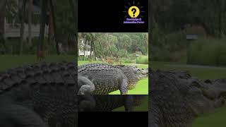 Alligator vs Crocodile#shorts  #hindi#viralvideo