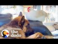 Fiance Says No More Ducks So Naturally He Becomes A Duck Dad | The Dodo