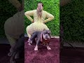 big butt girl with her dog