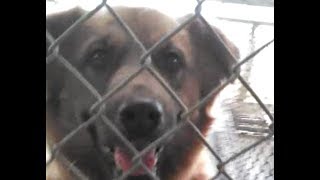 Kankakee County Humane Foundation Promotional Video