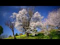 菜の花と桜が美しい飯山市の菜の花公園・4k