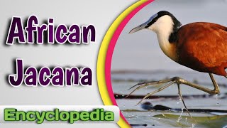 African Jacana - Video Encyclopedia